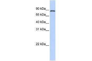 CPEB4 antibody used at 1 ug/ml to detect target protein. (CPEB4 Antikörper  (N-Term))