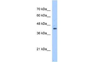 WB Suggested Anti-GNAS Antibody Titration:  1. (GNAS Antikörper  (N-Term))