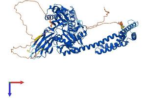 HSPA4L Protein (AA 1-838) (His tag)