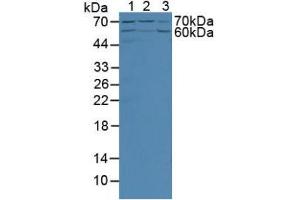 Figure. (Angiopoietin 2 Antikörper  (AA 89-206))