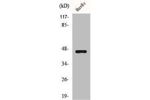 Western Blot analysis of HuvEc cells using BRS-3 Polyclonal Antibody (BRS3 Antikörper  (Internal Region))