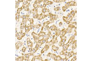 Immunohistochemistry of paraffin-embedded human liver using MDH2 Rabbit mAb (ABIN7268381) at dilution of 1:25 (40x lens). (MDH2 Antikörper)