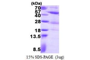 SDS-PAGE (SDS) image for Phosphoglycerate Kinase 2 (PGK2) (AA 1-417) protein (His tag) (ABIN667998) (PGK2 Protein (AA 1-417) (His tag))