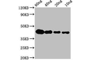 Western Blot Positive WB detected in Recombinant protein All lanes: lta antibody at 2. (LTA Antikörper  (AA 116-203))