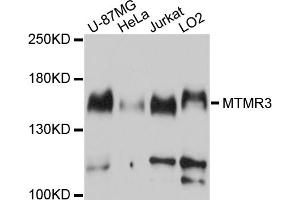 Western blot analysis of extracts of various cell lines, using MTMR3 antibody.