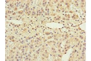 Immunohistochemistry of paraffin-embedded human adrenal gland tissue using ABIN7154562 at dilution of 1:100 (GRPEL1 Antikörper  (AA 1-217))