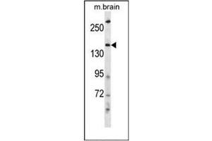 Western blot analysis of HECW2 Antibody (Center) in mouse brain tissue lysates (35ug/lane). (HECW2 Antikörper  (Middle Region))