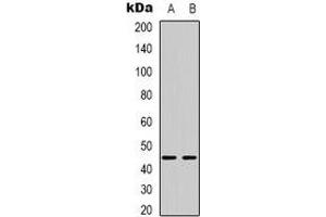 Western blot analysis of BTBD6 expression in HepG2 (A), MCF7 (B) whole cell lysates. (BTBD6 Antikörper)