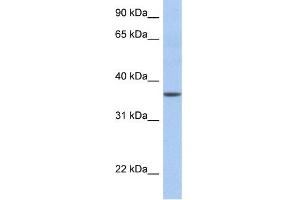 WB Suggested Anti-LFNG Antibody Titration:  0. (LFNG Antikörper  (N-Term))