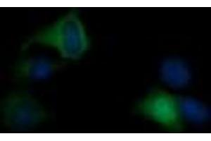 Image no. 1 for anti-RAS P21 Protein Activator (GTPase Activating Protein) 1 (RASA1) antibody (ABIN1500606) (RASA1 Antikörper)