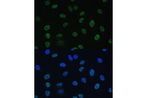 Immunofluorescence analysis of U-2 OS cells using GTF2E1 Polyclonal Antibody (ABIN7267371) at dilution of 1:100 (40x lens). (GTF2E1 Antikörper  (AA 230-439))