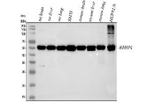 Western blot analysis of RbAp48 using anti-RbAp48 antibody (ABIN3043920). (Retinoblastoma Binding Protein 4 Antikörper  (C-Term))