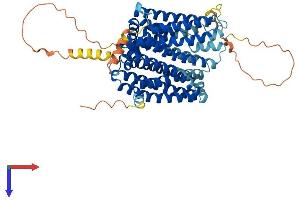 SLC40A1 Protein (AA 1-571) (His tag)