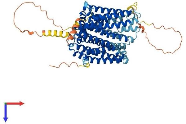 SLC40A1 Protein (AA 1-571) (His tag)
