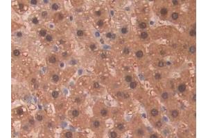 Detection of SDH in Rat Liver Tissue using Polyclonal Antibody to Sorbitol Dehydrogenase (SDH) (SORD Antikörper  (AA 2-357))
