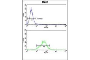 Flow cytometry analysis of Hela cells using LDHA Antibody (Center) Cat. (Lactate Dehydrogenase A Antikörper  (Middle Region))