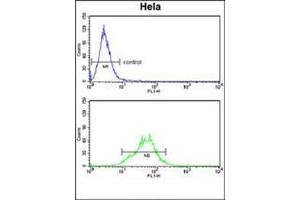 Flow cytometry analysis of Hela cells using LDHA Antibody (Center) Cat.