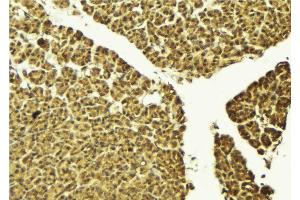 ABIN6274220 at 1/100 staining Mouse pancreas tissue by IHC-P. (TEAD1 Antikörper  (Internal Region))
