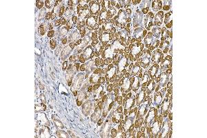 Immunohistochemistry of paraffin-embedded mouse stomach using S Rabbit mAb (ABIN7270501) at dilution of 1:250 (40x lens).