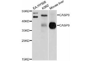 Western blot analysis of extracts of various cell lines, using CASP9 antibody (ABIN5995675) at 1/1000 dilution. (Caspase 9 Antikörper)