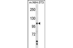 Mouse Sik2 Antibody (Center) (ABIN1538532 and ABIN2849054) western blot analysis in mouse NIH-3T3 cell line lysates (35 μg/lane). (SIK2 Antikörper  (AA 606-633))