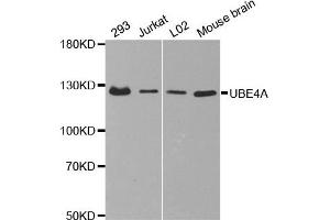 Western Blotting (WB) image for anti-Ubiquitination Factor E4A (UBE4A) antibody (ABIN1875476)