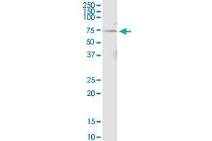 C16orf35 monoclonal antibody (M02), clone 4E6. (Mare/Nprl3/C16orf35 Antikörper  (AA 470-568))