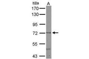 Image no. 2 for anti-Cerebral Endothelial Cell Adhesion Molecule (CERCAM) (AA 14-234) antibody (ABIN1501882) (CERCAM Antikörper  (AA 14-234))