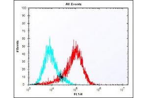 Overlay histogram showing MCF-7 cells stained with (ABIN6242437 and ABIN6577977) (red line). (MELK Antikörper  (C-Term))