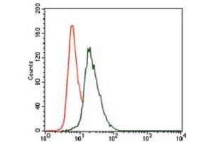 Image no. 4 for anti-Vav 1 Oncogene (VAV1) antibody (ABIN1490879) (VAV1 Antikörper)