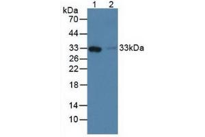Figure. (FCN1 Antikörper  (AA 45-249))