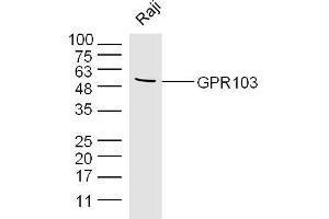 Raji lysates probed with GPR103 Polyclonal Antibody, Unconjugated  at 1:300 dilution and 4˚C overnight incubation. (QRFPR Antikörper  (AA 151-250))