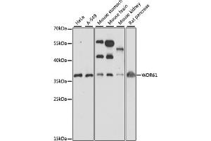 Western blot analysis of extracts of various cell lines, using WDR61 antibody (ABIN7271361) at 1:1000 dilution. (WDR61 Antikörper  (AA 1-305))