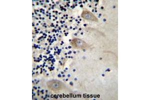 Immunohistochemistry analysis in formalin fixed and paraffin embedded human cerebellum tissue using EIF3CL Antibody (N-term) followed by peroxidase conjugation of the secondary antibody and DAB staining. (EIF3C Antikörper  (N-Term))