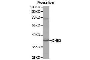 Western Blotting (WB) image for anti-Guanine Nucleotide Binding Protein (G Protein), beta Polypeptide 3 (GNB3) antibody (ABIN1872851) (GNB3 Antikörper)