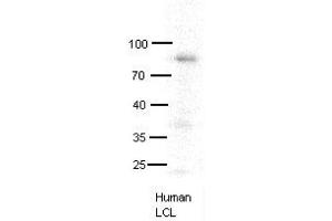 MX1 antibody - C-terminal region  validated by WB using human LCL at 1:1000. (MX1 Antikörper  (C-Term))