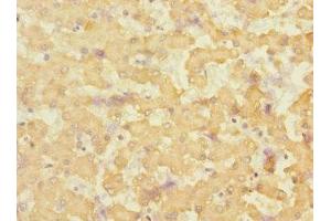 Immunohistochemistry of paraffin-embedded human liver tissue using ABIN7151880 at dilution of 1:100 (Ephrin B3 Antikörper  (AA 28-226))