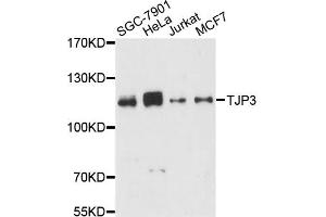 Western blot analysis of extracts of various cell lines, using TJP3 antibody (ABIN6291478) at 1:3000 dilution. (TJP3 Antikörper)