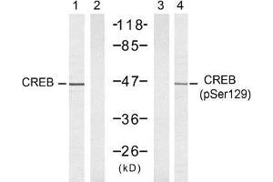 Western blot analysis of extracts from 293 cells untreated or treated with UV, using CREB (Ab-129) antibody (E021265, Lane 1 and 2) and CREB (phospho-Ser129) antibody (E011273, Lane 1 and 2). (CREB1 Antikörper)