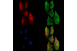 Phospho-PKC theta (Ser695) Antibody staining A549 cells(H2O2 treatment) by IF/ICC. (PKC theta Antikörper  (pSer695))