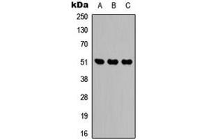 Western blot analysis of IDH2 expression in HEK293T (A), Raw264. (IDH2 Antikörper  (Center))