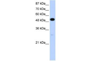 WB Suggested Anti-NOVA2 Antibody Titration:  1. (NOVA2 Antikörper  (N-Term))