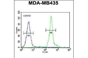 Flow cytometric analysis of MDA-MB435 cells (right histogram) compared to a negative control cell (left histogram). (GFRAL Antikörper  (C-Term))