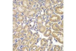 Immunohistochemistry of paraffin-embedded rat kidney using PSMD9 antibody (ABIN1876545) at dilution of 1:200 (40x lens). (PSMD9 Antikörper)