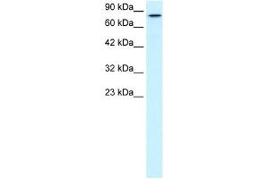 KIF3B antibody used at 2 ug/ml to detect target protein.
