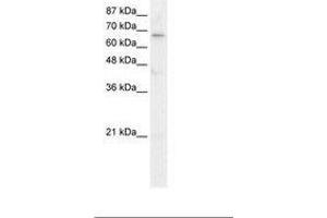 Image no. 1 for anti-Hairless (HR) (AA 170-219) antibody (ABIN6736046) (Hairless Antikörper  (AA 170-219))