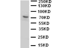 Anti-P2RX7 antibody, Western blottingWB: U87 Cell Lysate (P2RX7 Antikörper  (N-Term))