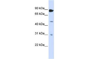 WB Suggested Anti-ADARB1 Antibody Titration:  0. (RED1 Antikörper  (N-Term))