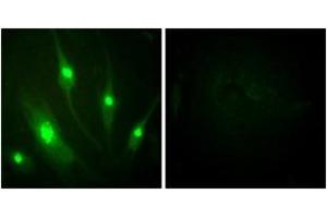 Immunofluorescence analysis of HeLa cells, using GTPase Activating Protein (Ab-387) Antibody. (RACGAP1 Antikörper  (AA 353-402))