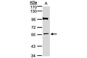 ADAMTSL1 Antikörper  (N-Term)
